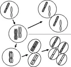 Diferença entre mitose e meiose